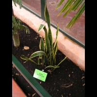 Langue de belle-mere - Sanseviera trifasciata Laurentii (fam Agavacees) (01)